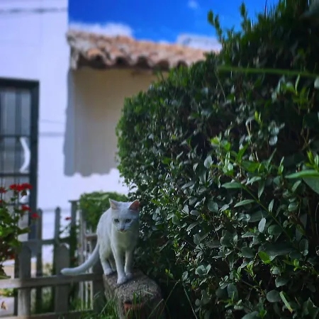 Cool Cat House-3